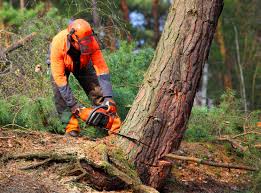 Best Pest Control for Lawns  in St Martins, MO