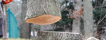 Best Tree Cabling and Bracing  in St Martins, MO