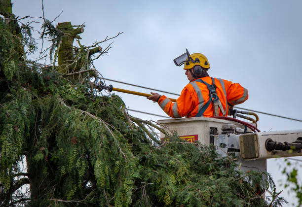 Trusted St Martins, MO Tree Care Experts