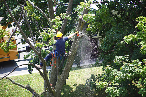 Reliable St Martins, MO Tree Care Solutions